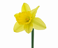 Happy International women's day